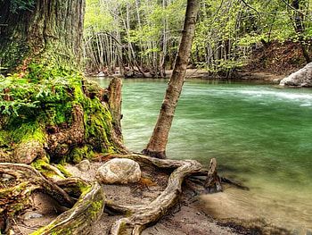 River-shore, trees, river, nature, forest HD wallpaper
