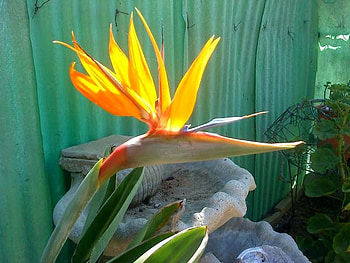 Beautiful-Flower, beautiful, , yellow, flower HD wallpaper