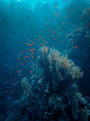 Explore a lively coral reef underwater scene filled with colorful fish and diverse marine life. HD phone wallpaper