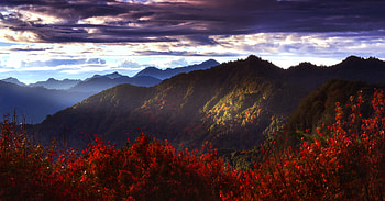 Nature, Mountains, Bush, Forest HD wallpaper