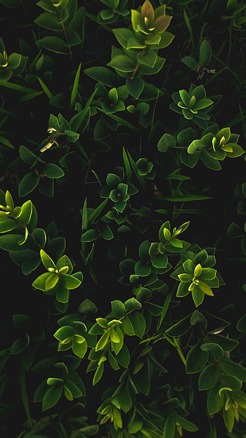 Small bright green leaf, plants HD phone wallpaper