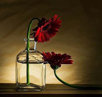 Sorry full...., rose, red, vase, flowers, begging HD wallpaper
