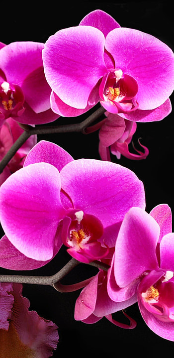 Earth orchid marvel, Floral beauty, Nature's gift, Captivating HD phone wallpaper