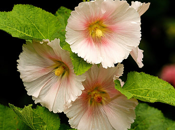 Flowers, Flower, Close-Up, Mallow HD wallpaper