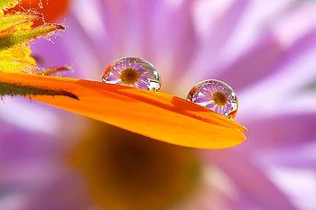 Flowers in Drops, , drops, cool, flowers, water HD wallpaper