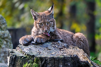 Lynx, Cute baby lynx, Fluffy stump tail, Adorable background HD wallpaper