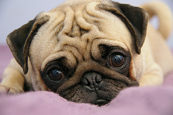 Animals, To Lie Down, Lie, Muzzle, Sight, Opinion, Puppy, Pug HD wallpaper
