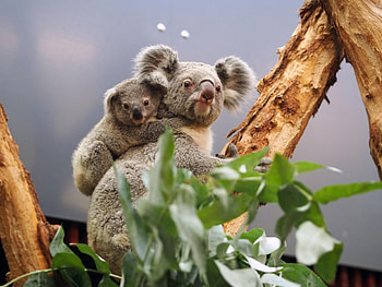 Sacred koala baptism, Leipzig's baby koala, Eucalyptus branch symbolism, Spiritual moments HD wallpaper