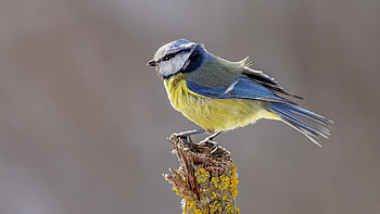 Tit Bird, Feathered Friends, Ornithology Delight, Avian Beauty HD wallpaper