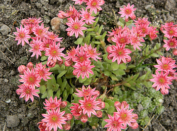 Flowers, Pink, Flower Bed, Flowerbed, Priming, Ground HD wallpaper