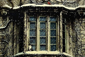 Snowy Roost, bird, window, snow, house, cat, cardinal HD wallpaper
