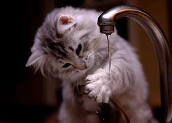 Animals, Kitty, Kitten, Crane, Tap, Water Jet, Jet Of Water HD wallpaper