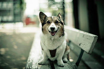 Animals, Sit, Dog, Bench, Open Mouth, Satisfied, Content HD wallpaper