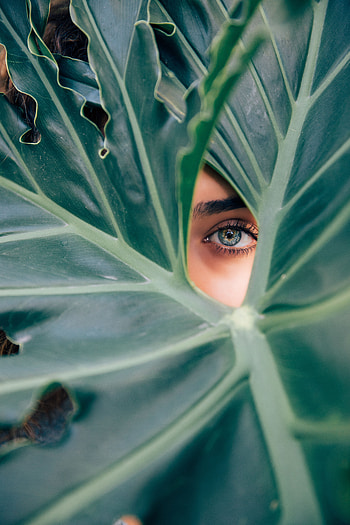 Plant, Miscellanea, Miscellaneous, Sheet, Leaf, Eye HD phone wallpaper
