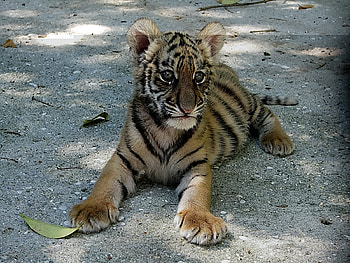 Animals, Tigers HD wallpaper