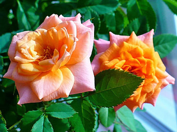 Duel Roses, nature, flowers, two colors, roses HD wallpaper