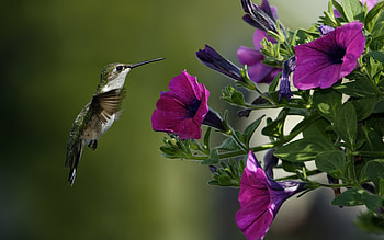 HUMMINGBIRD, Flowers, Wings, Leaves, Petals HD wallpaper