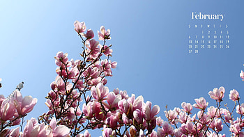 Pink Magnolia Flowers Aesthetic February Calendar Blue Sky Background February HD wallpaper