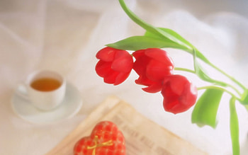Flowers, Miscellanea, Miscellaneous, Morning, Drink, Beverage HD wallpaper