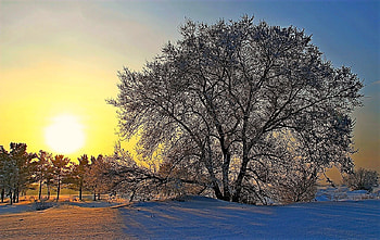 Winter sunrise, winter, sun, snow, tree HD wallpaper