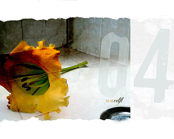 Campanilla, 2d, alone, graphics, flowers HD wallpaper