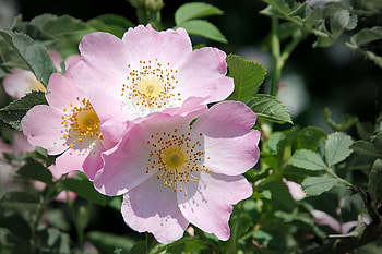Flowers, Briar, Branch HD wallpaper