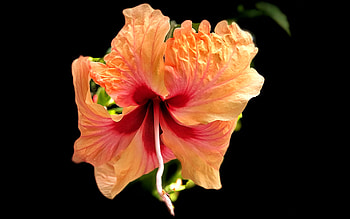 Hibiscus, nature, graphy, flower HD wallpaper