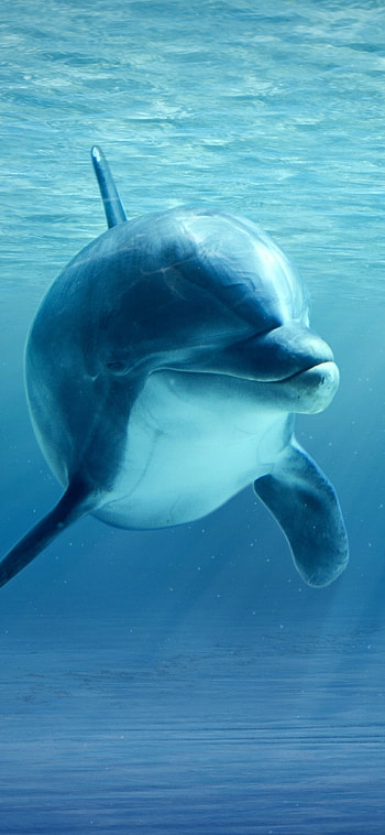 Dolphin, Aquatic creature, Playful nature, Graceful movements HD phone wallpaper