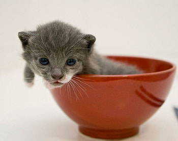 Cute Baby Kitten, animal, kitten, cat, bowl HD wallpaper