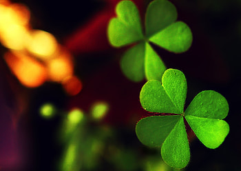 Plants, Shamrock HD wallpaper