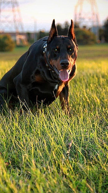 Doberman Dog, Angry, Dog HD phone wallpaper