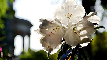 Flowers, Plant, Macro, Bloom, Flowering, Shadow, Spring HD wallpaper