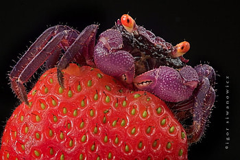 PURPLE CRAB ON STRAWBERRY, purple, crab, strawberry, claws, crustation, sea life, fruit HD wallpaper