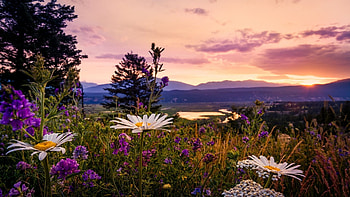 Wildflowers at Sunset, hills, blossoms, trees, landscape, clouds, sky HD wallpaper
