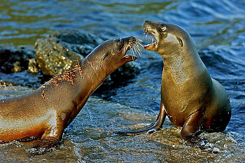 Galapagos Islands HD wallpaper