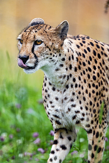 Animals, Cheetah, Predator, Stains, Spots, Protruding Tongue, Tongue Stuck Out HD phone wallpaper