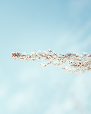 Sky, Plant, Macro, Minimalism, Spikelet HD phone wallpaper