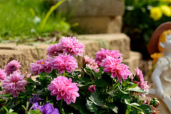 Purple Macro, summer flowers, macro rose, purple flowers, macro flower HD wallpaper