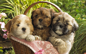 Animals, Grass, Sit, Basket, Three, Puppies HD wallpaper