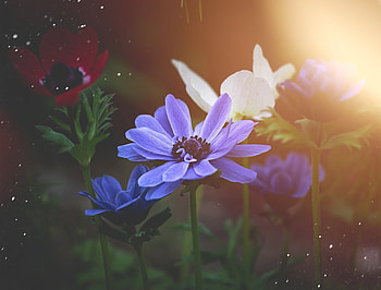 Portrait, Anemone, flowers, blue HD wallpaper