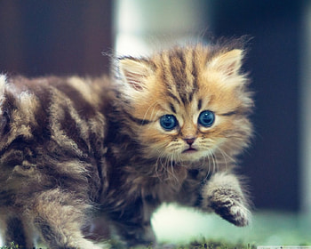 cute funny kitten, kitten, animals, cats, cute, funny HD wallpaper