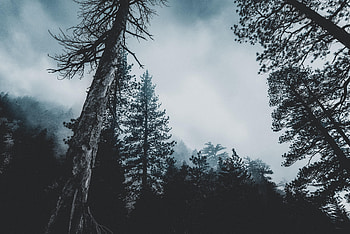 Nature, Trees, Top, Forest, Fog, Tops HD wallpaper