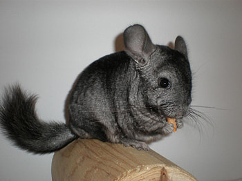 chinchilla, animal, social, grey, little HD wallpaper