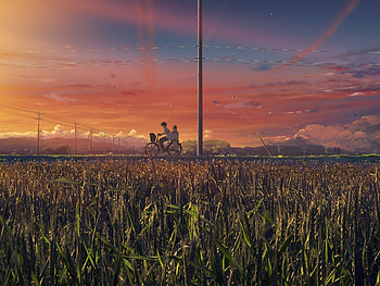 Anime Field Sunset, Field, Nature, Anime, Sunset HD wallpaper