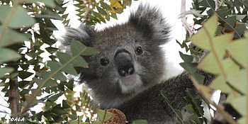 Koala wildlife, , Kde store, Koala HD wallpaper
