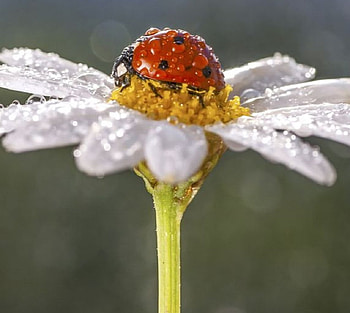 ღ❤ღ, wonderful, macro, beauty, flower HD wallpaper