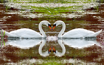 Animals, Swans, Lake, Reflection, Couple, Pair, Heart, To Swim, Swim, Fidelity HD wallpaper