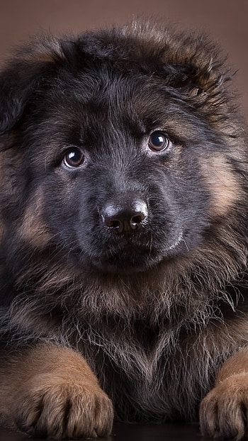Fluffy, German Shepherds HD phone wallpaper