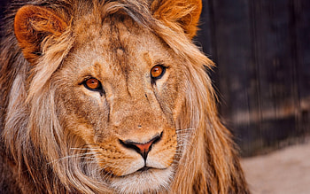 Lion eyes, 1920x1200, king, big cat, fierce, predator HD wallpaper