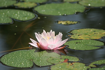 Flowers, Water, Leaves, Drops, Swamp, Glare, Water Lily HD wallpaper